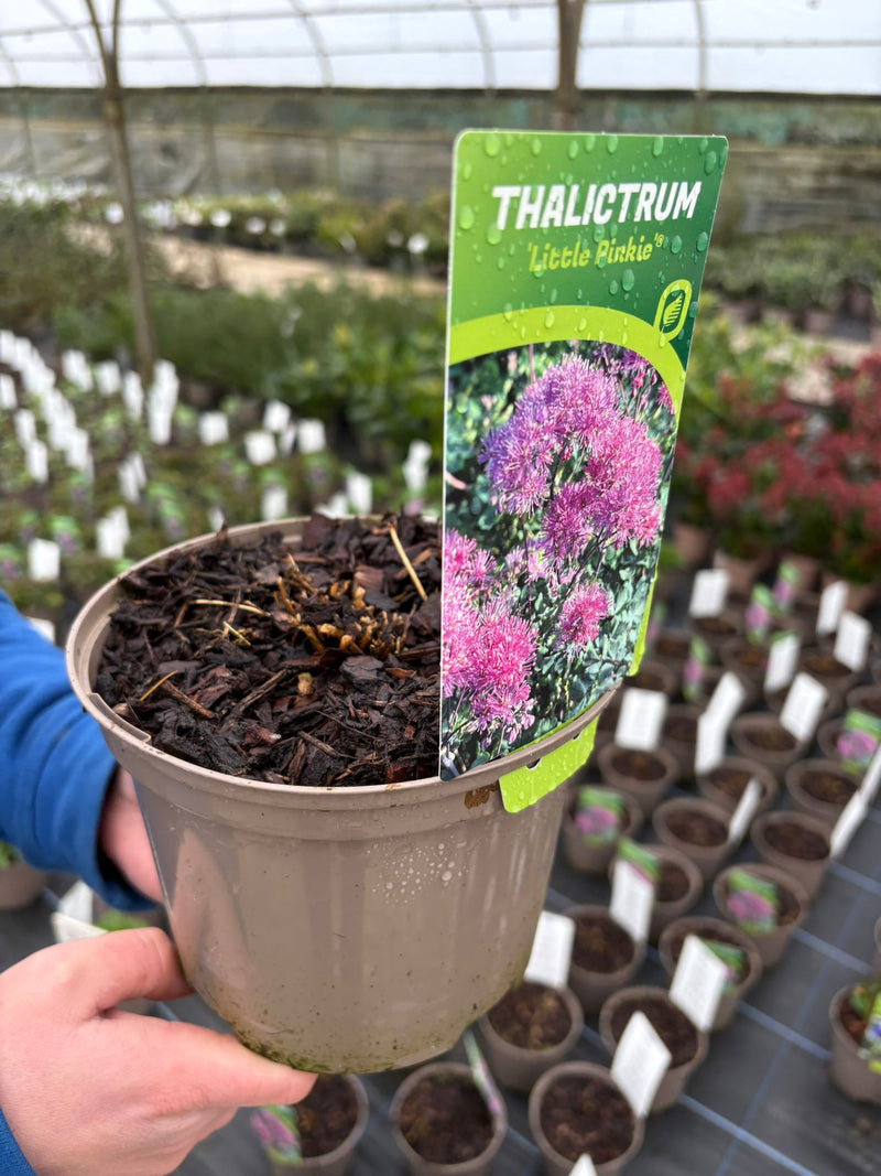 Thalictrum Little Pinky 2 Litre Pot