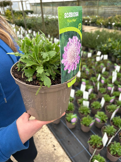 Scabiosa Pink Mist 2 Litre Pot