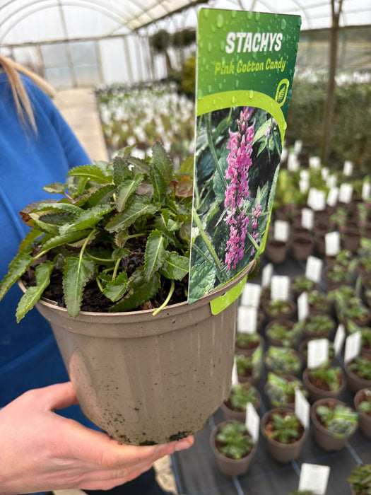 Stachys Pink Cotton Candy 2 Litre Pot