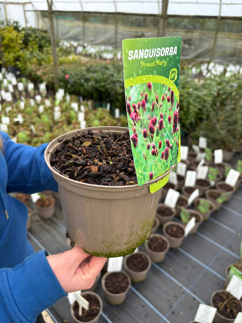 Sanguisorba Proud Mary 2 Litre Pot