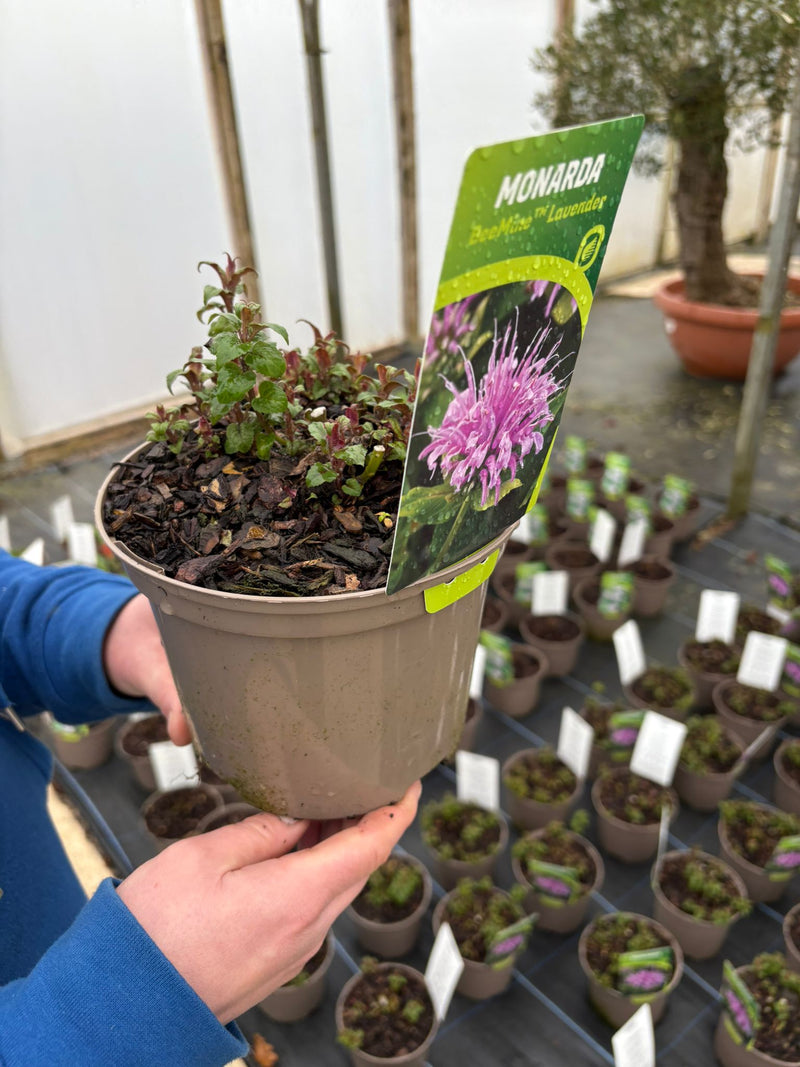 Monarda Beemine Lavender 2 Litre Pot