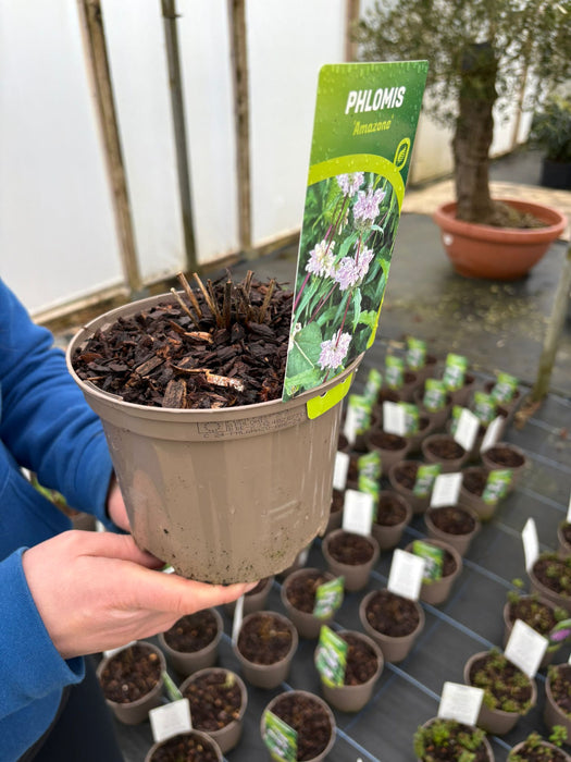 Phlomis Amazone 2 Litre Pot