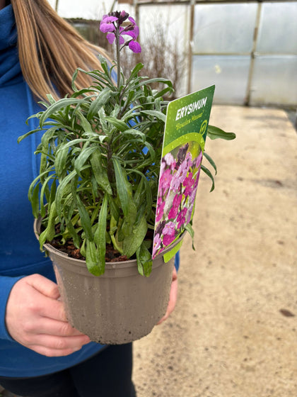 Erysimum Bowle's Mauve 2 Litre Pot