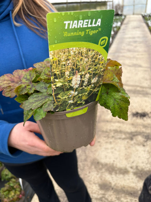 Tiarella Running Tiger 2 Litre Pot