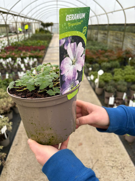 Geranium Dreamland 2 Litre Pot