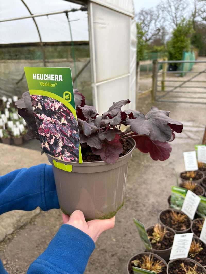 Heuchera Obsidian 2 Litre Pot