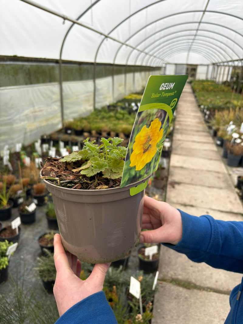 Geum Solar Tempest 2 Litre Pot