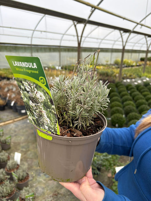 Lavender White Fragrance 2 Litre Pot