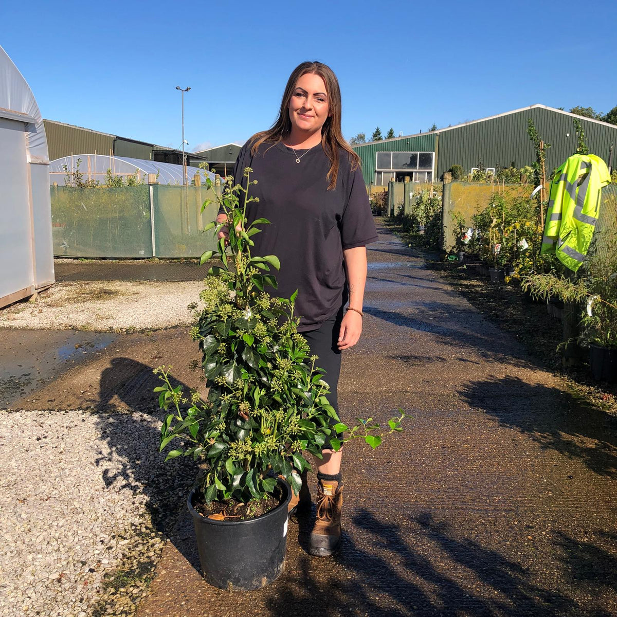 Hedera hel. Arborescens 20 Litre Pot 80/100cm