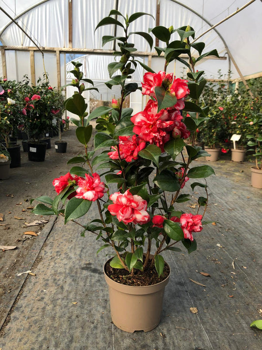 Camellia Japonica Kasuga Yama 3 Litre Pot