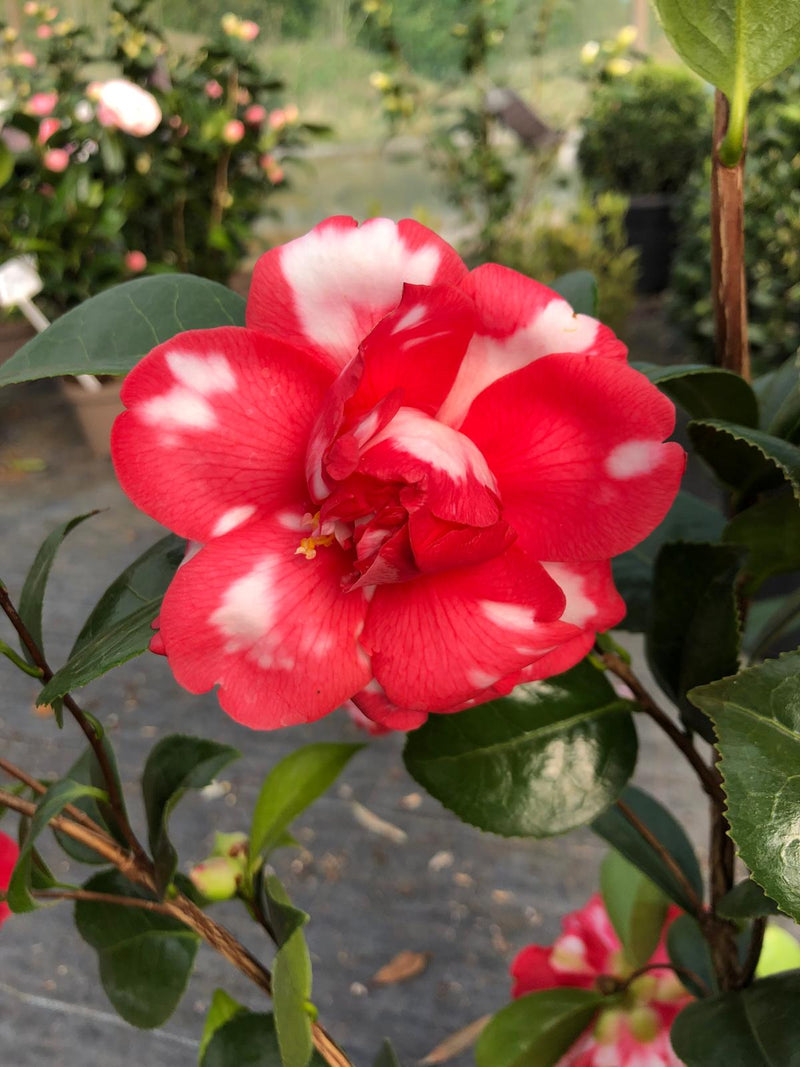 Camellia Japonica Kasuga Yama 3 Litre Pot
