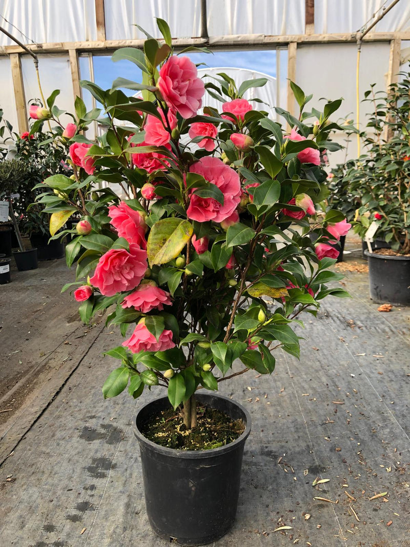 Camellia Japonica Marie Bracey 7 Litre Pot