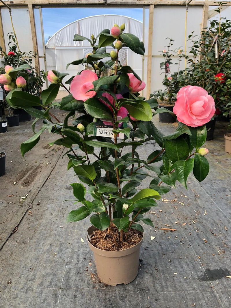 Camellia Japonica Nuccio Cameo 3 Litre Pot
