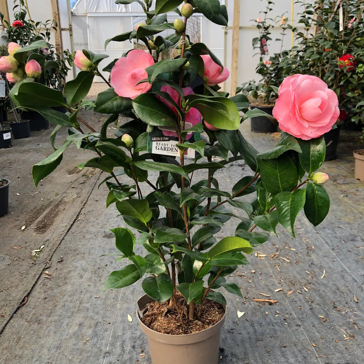 Camellia Japonica Nuccio Cameo 3 Litre Pot — Grasslands Nursery