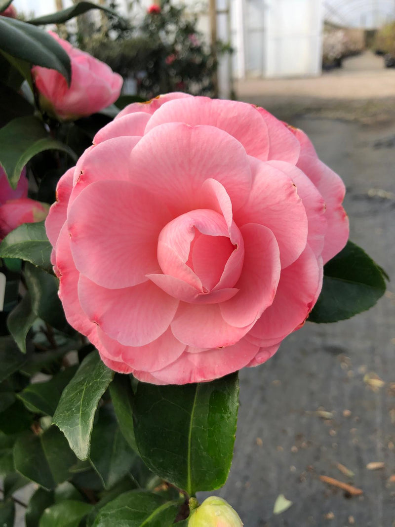 Camellia Japonica Nuccio Cameo 3 Litre Pot