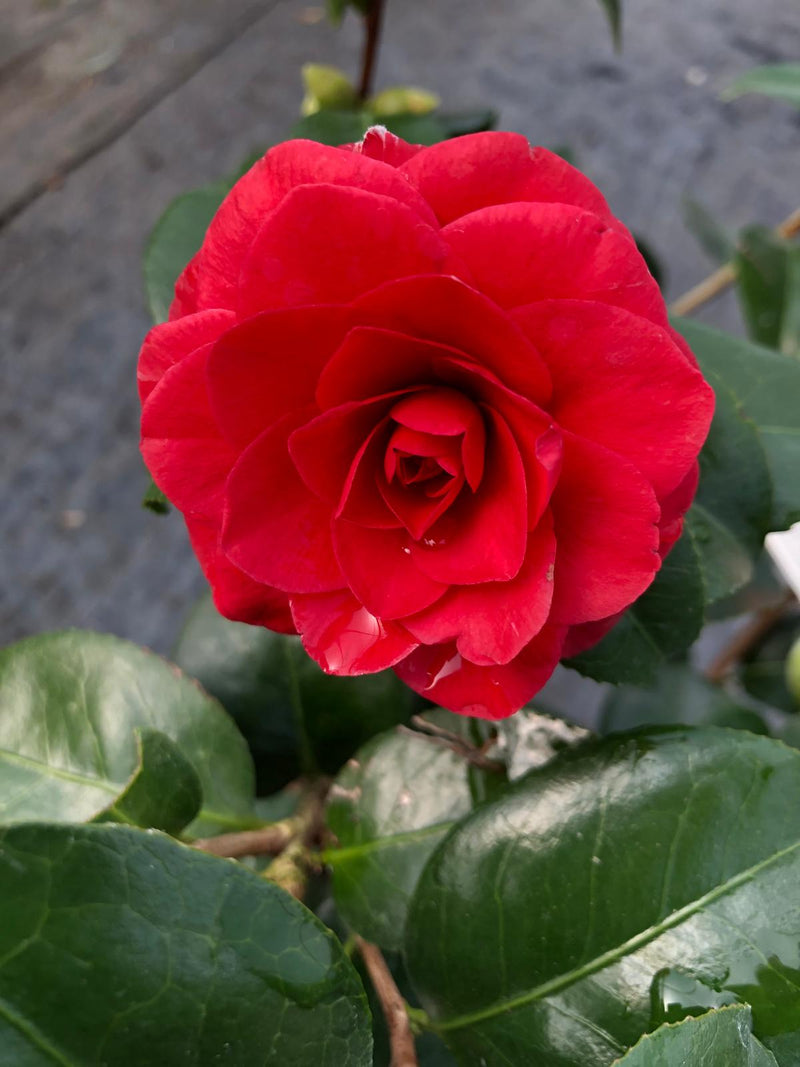 Camellia Japonica Tom Knudsen 3 Litre Pot