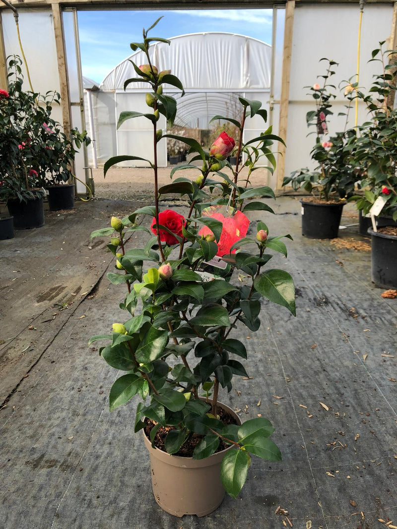 Camellia Japonica Tom Knudsen 3 Litre Pot