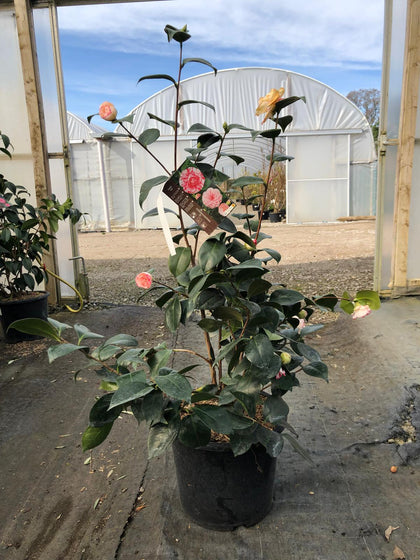 Camellia Japonica Marguerite Goullion 15 Litre Pot