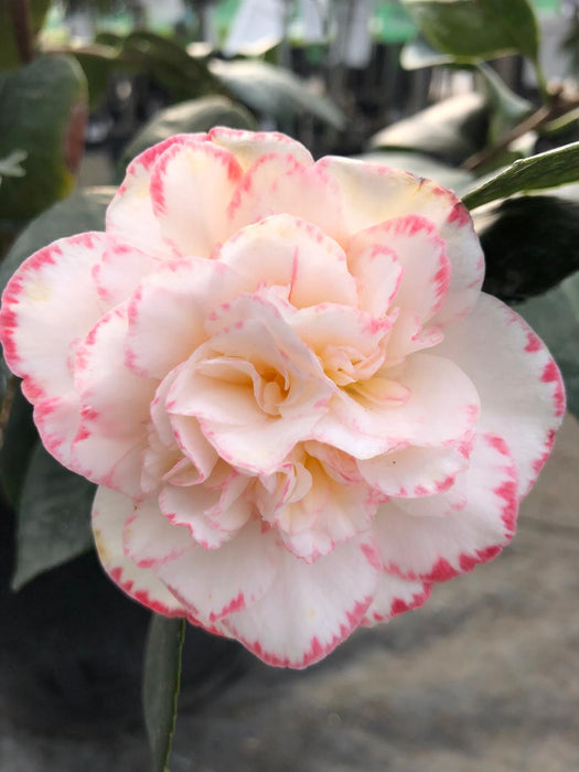 Camellia Japonica Marguerite Goullion 15 Litre Pot