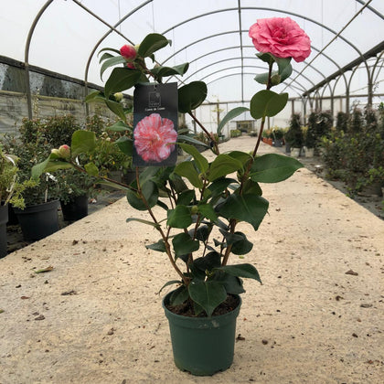 Camellia Japonica Comte De Gomer 1.5 Litre Pot