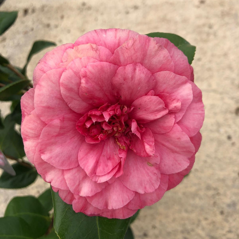 Camellia Japonica Comte De Gomer 1.5 Litre Pot