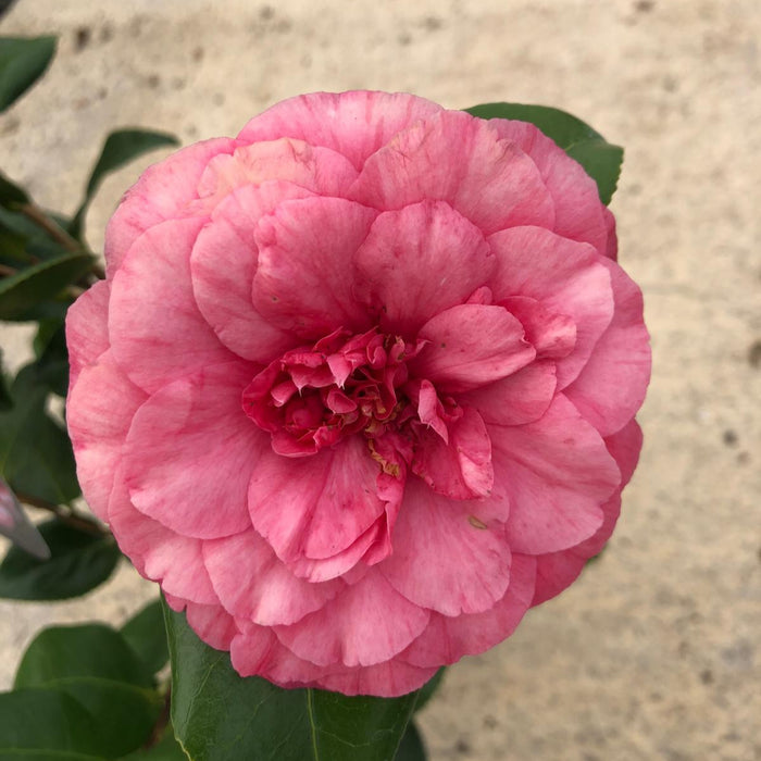 Camellia Japonica Comte De Gomer 1.5 Litre Pot