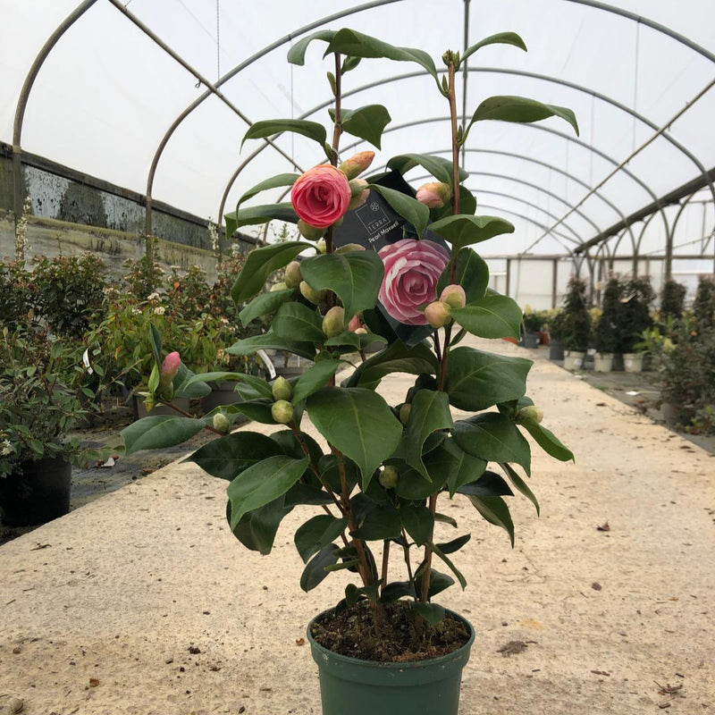 Camellia Japonica Pearl Maxwell 1.5 Litre Pot  Grasslands Nursery