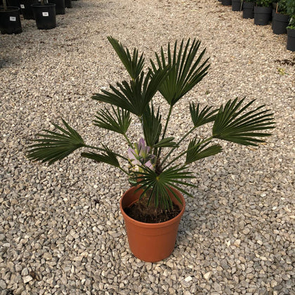 Trachycarpus Wagnerianus 5 Litre Pot