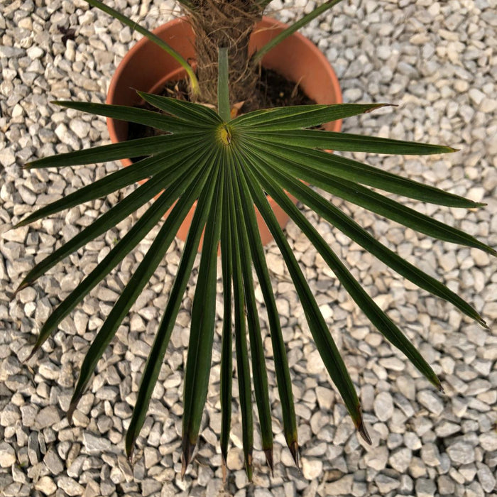 Trachycarpus Wagnerianus 5 Litre Pot