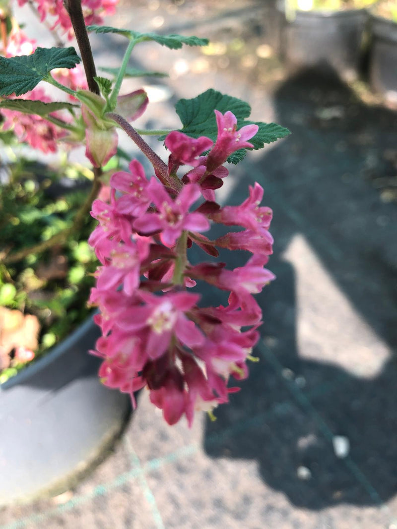 Ribes sanguineum Johannie PinkPomp 5 Litre Pot