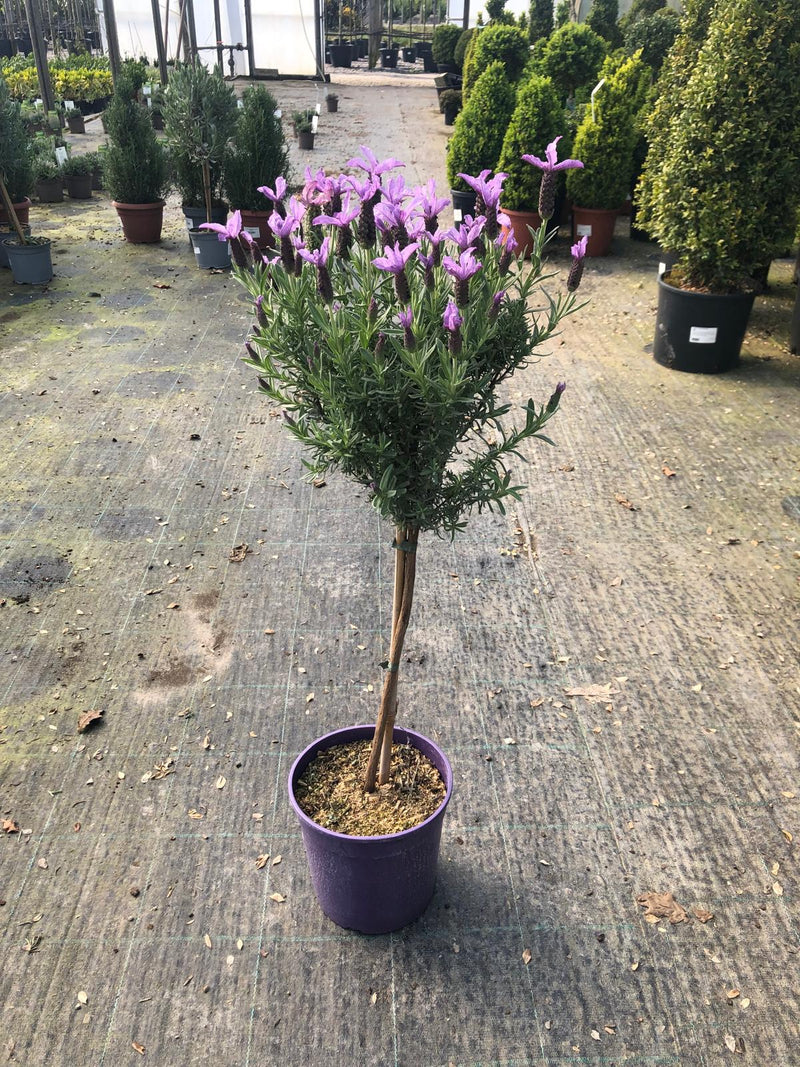 Lavender Stoechas Mini Standard 3 Litre Pot