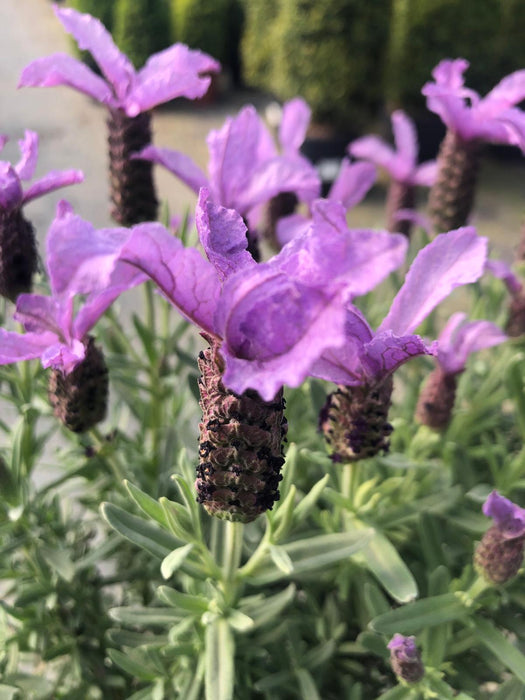Lavender Stoechas Mini Standard 3 Litre Pot
