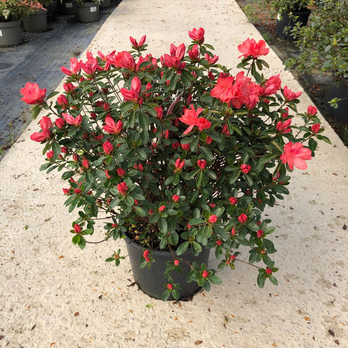 Azalea japonica Blauws Pink 7.5 Litre Pot