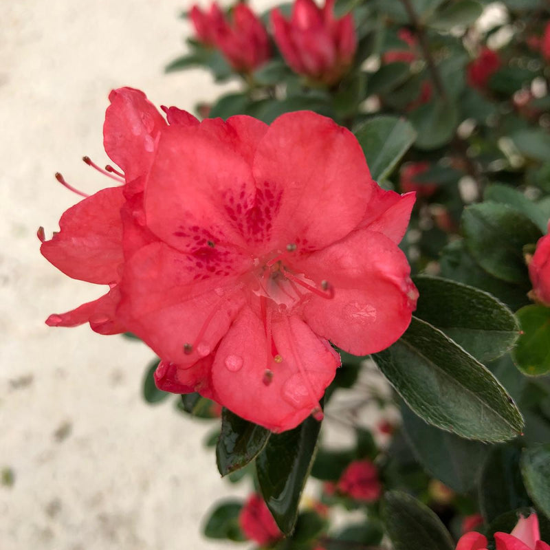 Azalea japonica Blauws Pink 7.5 Litre Pot