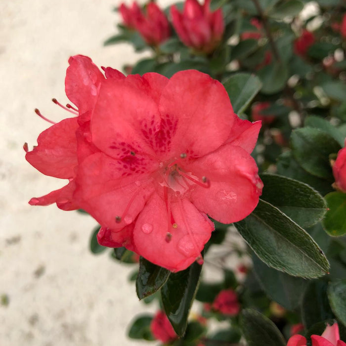 Azalea japonica Blauws Pink 7.5 Litre Pot