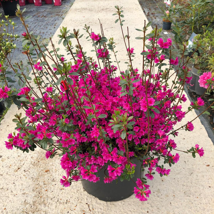 Azalea Japonica Amoena 40 Litre Pot Specimen Sized