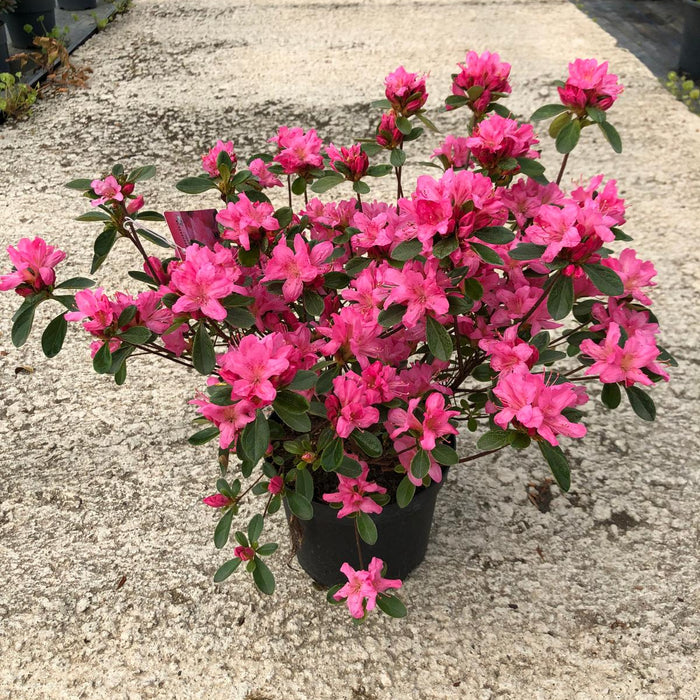 Azalea Japonica Gilbert Mulie 2 Litre Pot