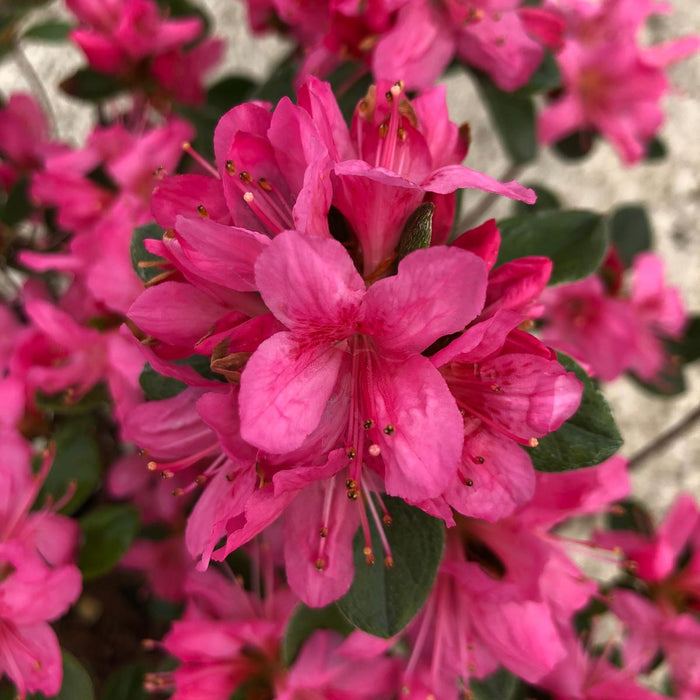Azalea Japonica Gilbert Mulie 2 Litre Pot