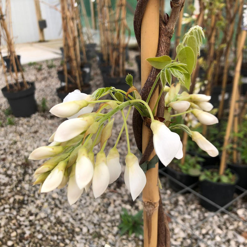 Wisteria Captain Fuji 3L