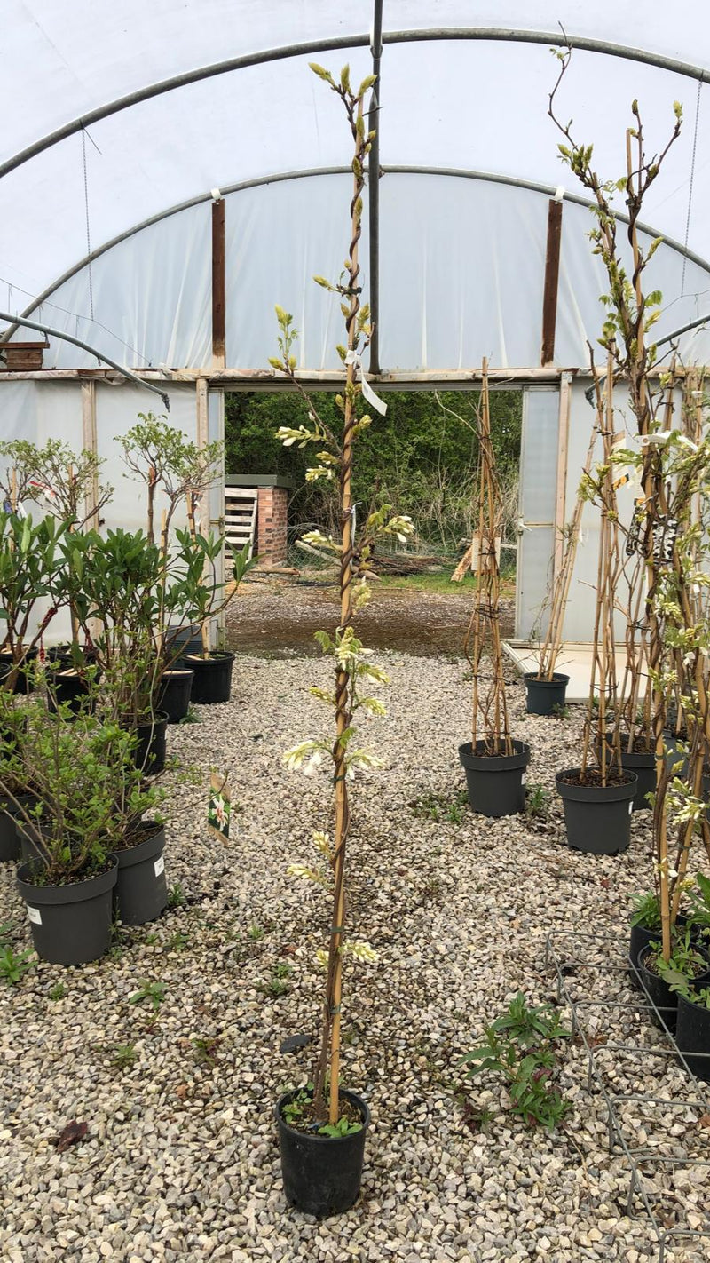 Wisteria Captain Fuji 3L