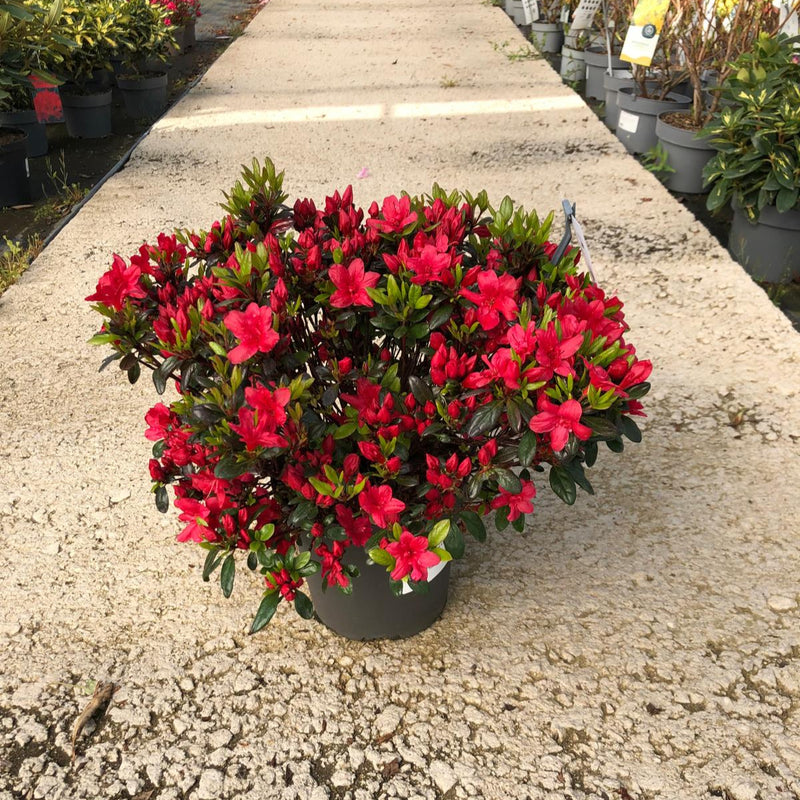 Azalea obt. Little Red 4.5 Litre Pot