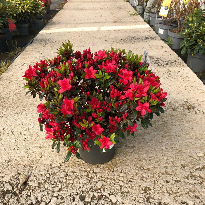 Azalea obt. Little Red 4.5 Litre Pot