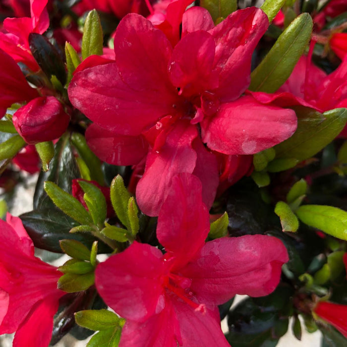 Azalea obt. Little Red 4.5 Litre Pot