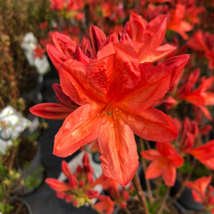 Azalea Koster Brilliant Red 5 Litre Pot
