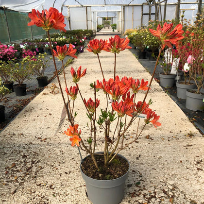 Azalea Koster Brilliant Red 5 Litre Pot