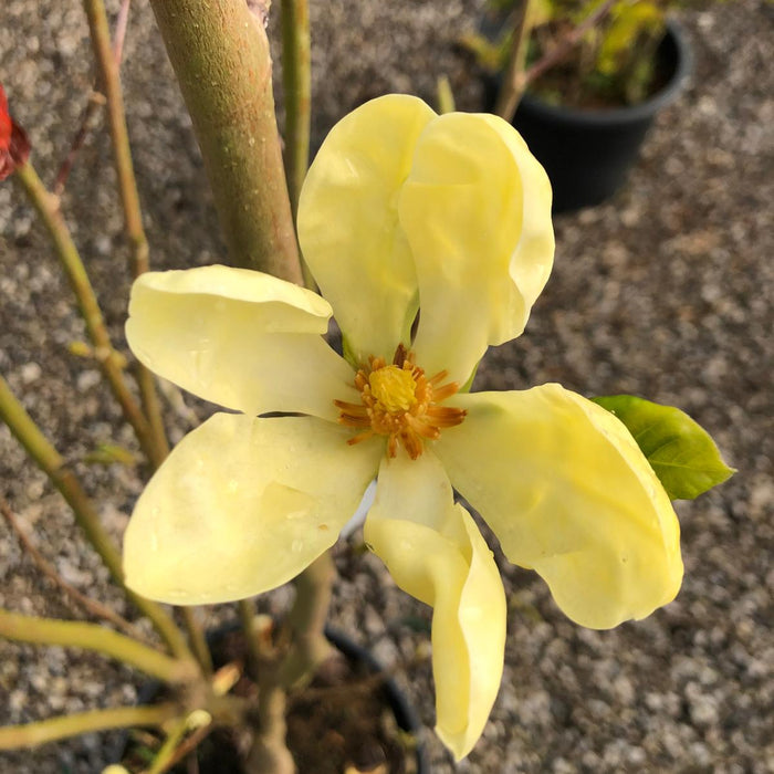 Magnolia Daphne 20 Litre Pot 125/150cm