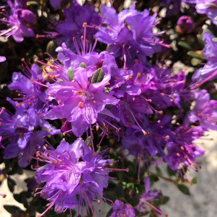 Rhododendron Impeditum 4.5 Litre Pot