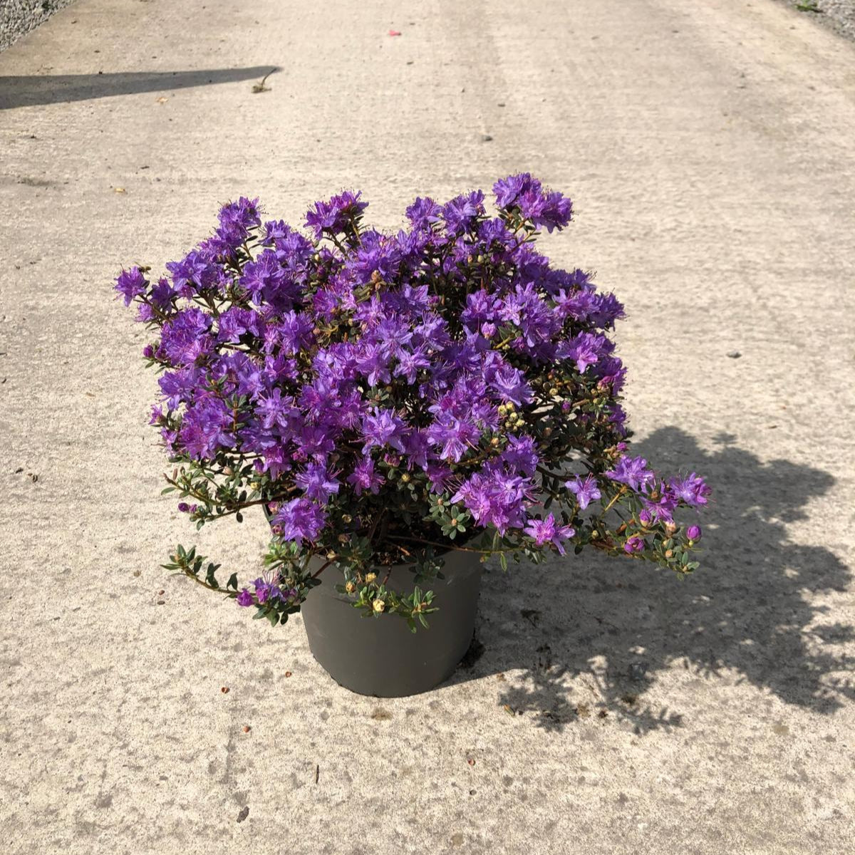 rhododendron impeditum Rhododendron Impeditum 4.5 Litre Pot — Grasslands Nursery