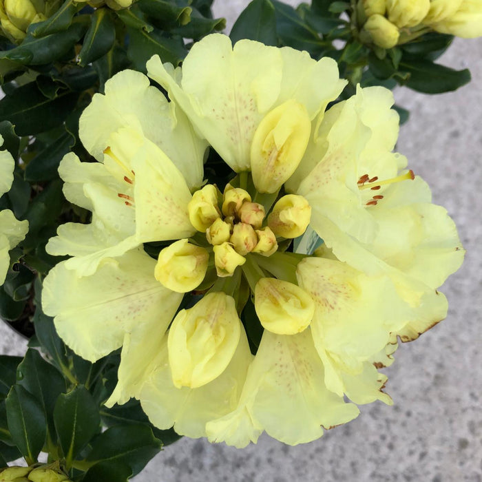 Rhododendron Goldkrone 3.5 Litre Pot