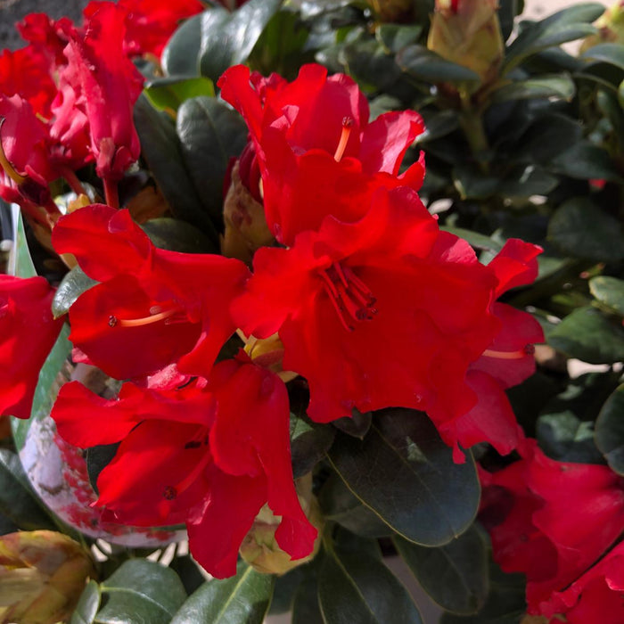Rhododendron Bengal 4.5 Litre Pot